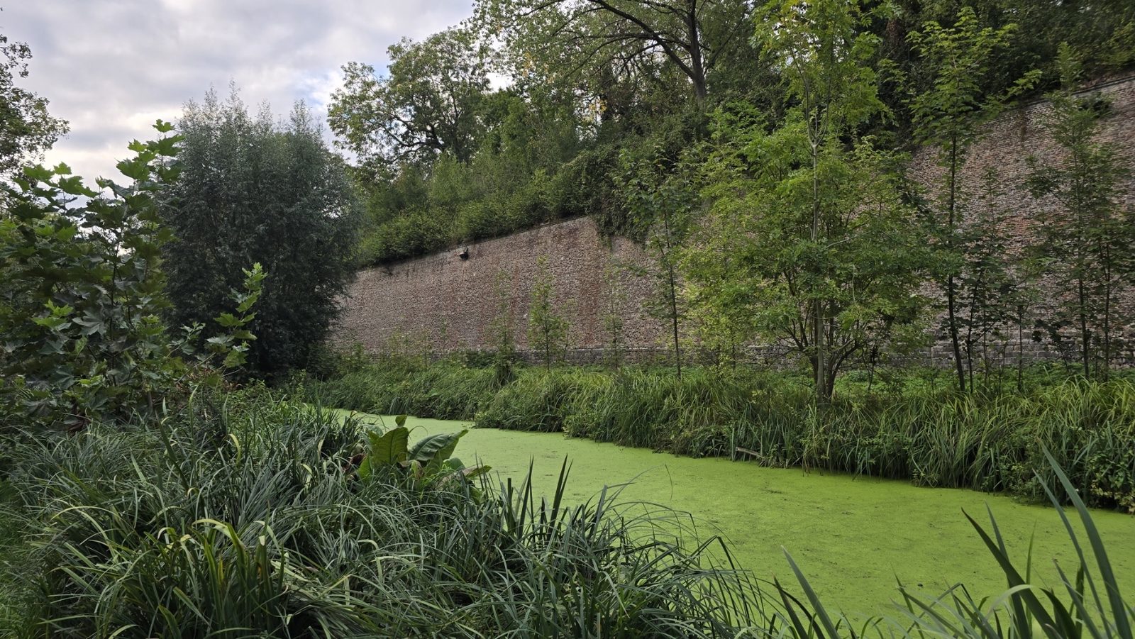 Les douves de la Citadelle couvertes de lentilles d'eau, au pied d'un haut rempart de brique